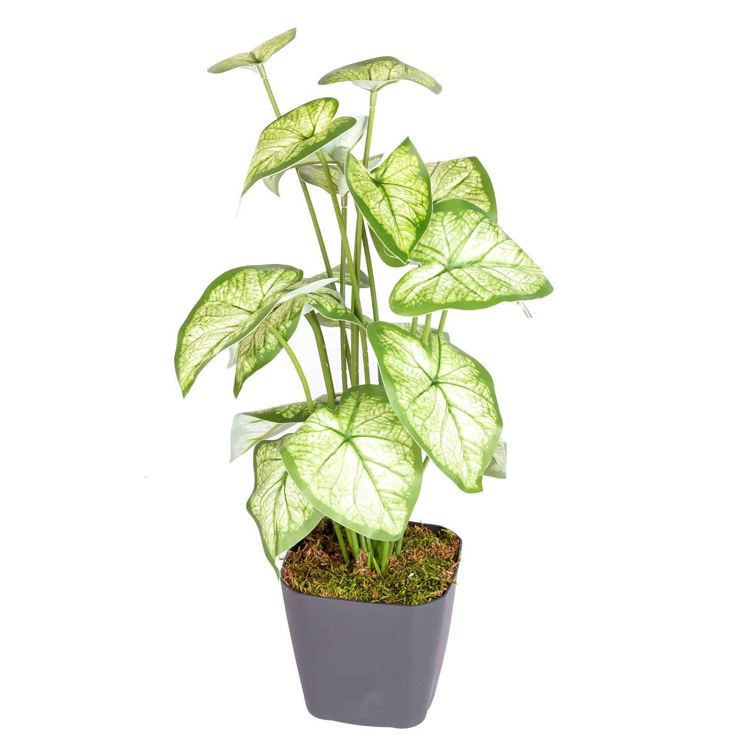 Saksıda Yapay Bitki Syngonium-Melek Kanadı Gerçek Dokulu 18 Yaprak Yeşil-Beyaz 43 Cm.